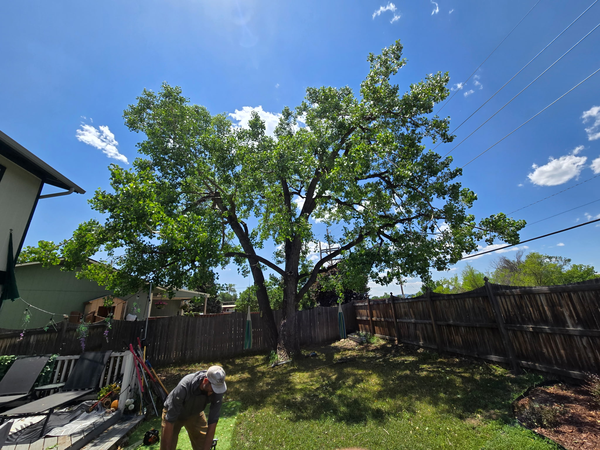 after cottonwood